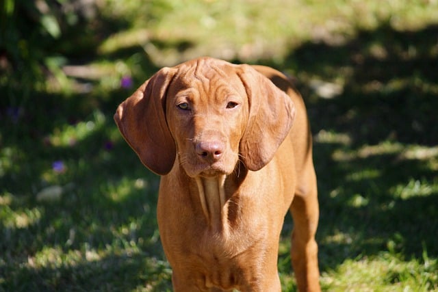 Free download domestic animal vizsla hunting dog free picture to be edited with GIMP free online image editor