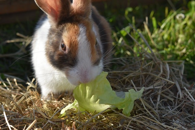 Free download domestic rabbit rodent farmer rabbit free picture to be edited with GIMP free online image editor