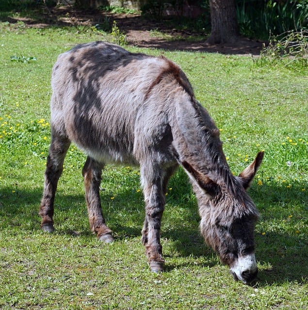 Free download donkey animal meadow farm yard free picture to be edited with GIMP free online image editor