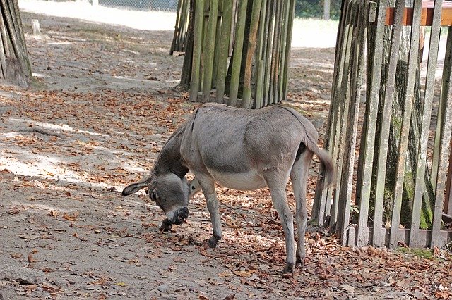 Free download Donkey Animal Nature -  free free photo or picture to be edited with GIMP online image editor