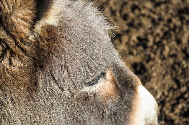 Free download Donkey Animal Ungulate -  free photo or picture to be edited with GIMP online image editor