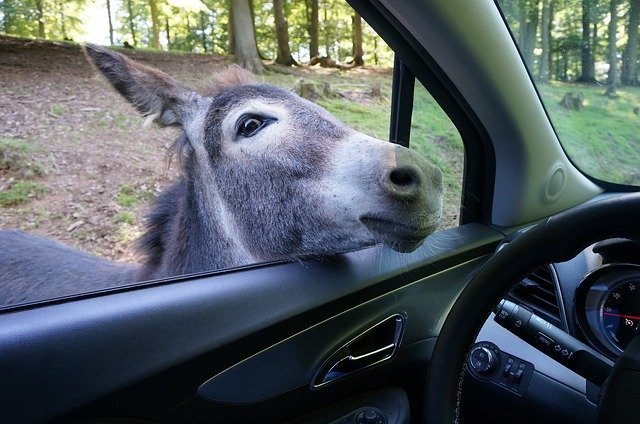 Download gratuito di Donkey Auto Zoo: foto o immagine gratuita da modificare con l'editor di immagini online GIMP