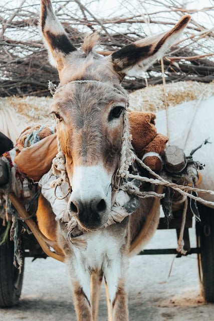 Free download donkey cart sunset labor portrait free picture to be edited with GIMP free online image editor