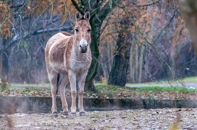 Free download donkey equine equestrian animal free picture to be edited with GIMP free online image editor