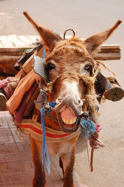 Free download Donkey Marrakesh -  free photo or picture to be edited with GIMP online image editor