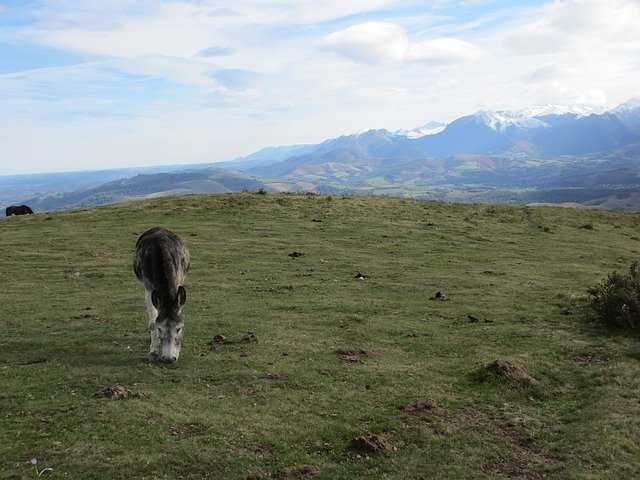 Free download Donkey Prairie Pyrénées -  free photo or picture to be edited with GIMP online image editor