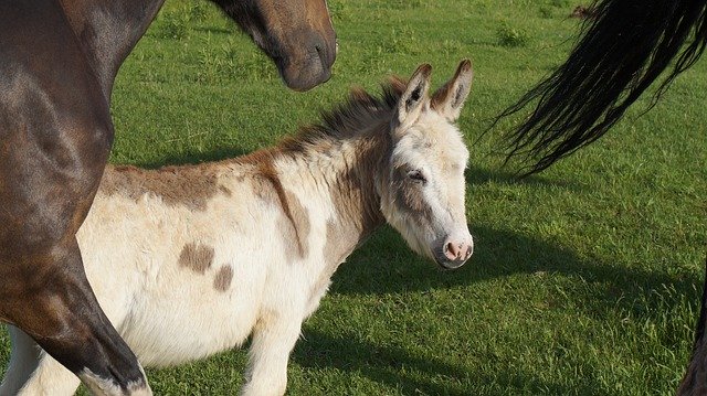 Free download Donkey Rural Horses -  free photo or picture to be edited with GIMP online image editor