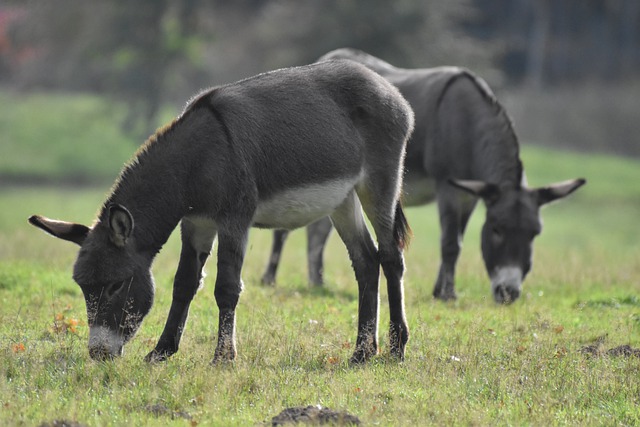 Free download donkeys domestic animals free picture to be edited with GIMP free online image editor