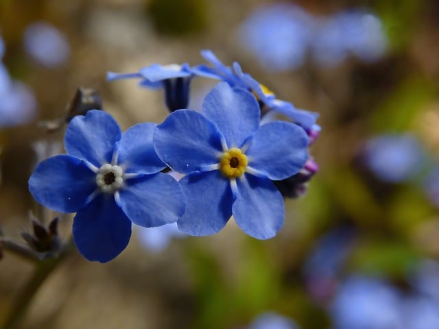 Free download do not forget me blue flowers flower free picture to be edited with GIMP free online image editor