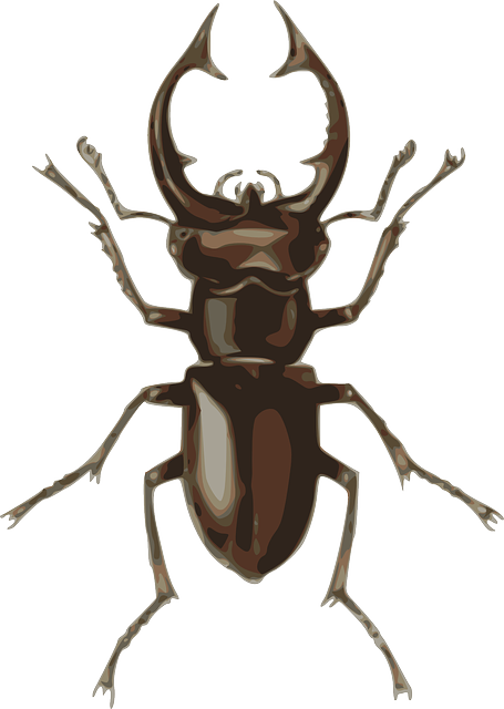 Free download Dorbeetle Insect Beetle - Free vector graphic on Pixabay free illustration to be edited with GIMP free online image editor