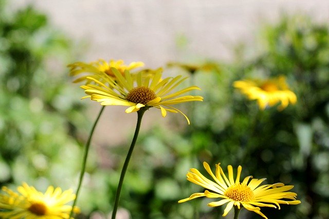 Free download Doronicum Voorjaarszonnebloem -  free photo or picture to be edited with GIMP online image editor