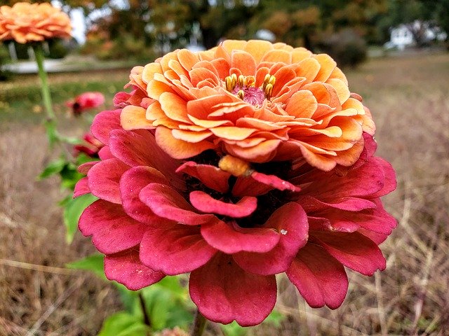 Free download Double-Headed Zinnia Flower -  free photo or picture to be edited with GIMP online image editor