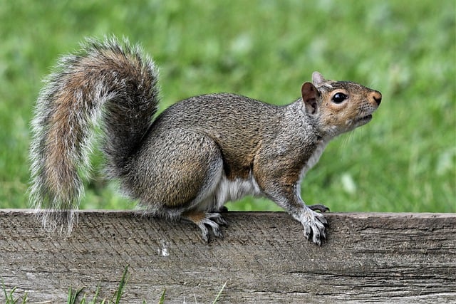 Free download douglas squirrel squirrel nature free picture to be edited with GIMP free online image editor