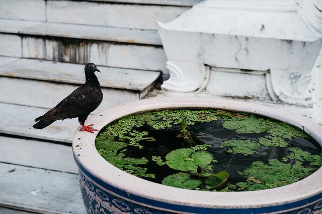 Free download dove bird bird bath pigeon animal free picture to be edited with GIMP free online image editor