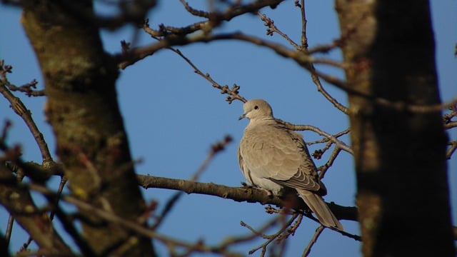 Free download dove bird branch animal plumage free picture to be edited with GIMP free online image editor