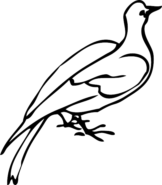 Free download Dove Bird Species - Free vector graphic on Pixabay free illustration to be edited with GIMP free online image editor