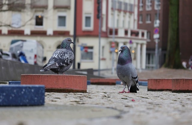 Free download dove city pigeon pair balz birds free picture to be edited with GIMP free online image editor