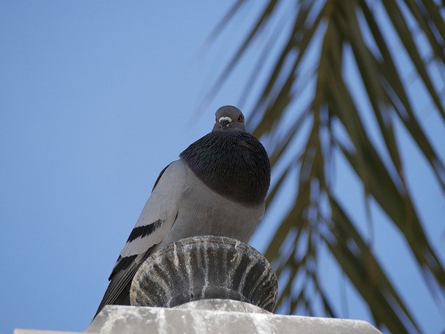 Free download Dove Mallorca Palm Blue -  free photo or picture to be edited with GIMP online image editor