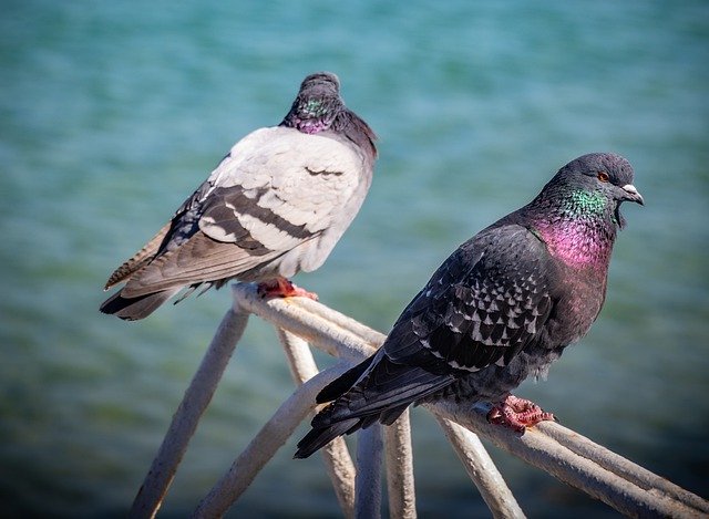 ດາວ​ໂຫຼດ​ຟຣີ Dove Pigeons Bird - ຮູບ​ພາບ​ຟຣີ​ຫຼື​ຮູບ​ພາບ​ທີ່​ຈະ​ໄດ້​ຮັບ​ການ​ແກ້​ໄຂ​ກັບ GIMP ອອນ​ໄລ​ນ​໌​ບັນ​ນາ​ທິ​ການ​ຮູບ​ພາບ​