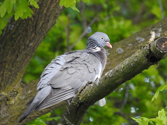 Безкоштовно завантажити Dove Ringdove Bird - безкоштовне фото або зображення для редагування за допомогою онлайн-редактора зображень GIMP