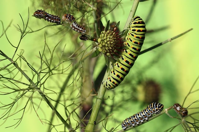 Free download dovetail butterfly insect fauna free picture to be edited with GIMP free online image editor