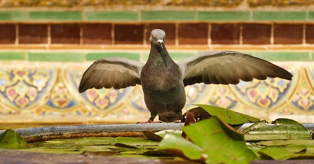 Free download Dove Wing Bird -  free photo or picture to be edited with GIMP online image editor