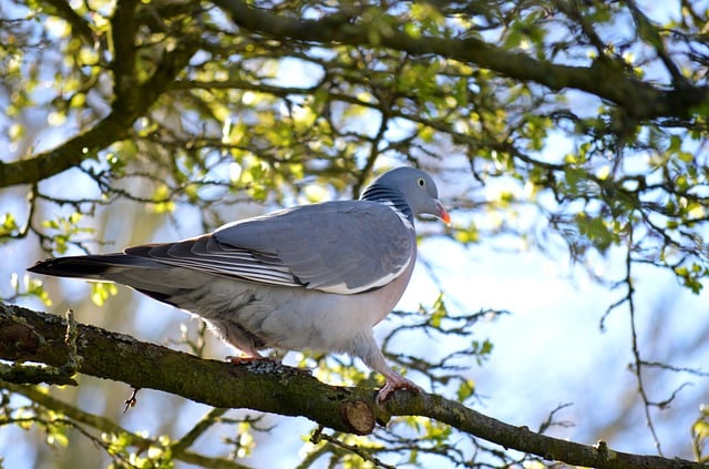 Free download dove wood pigeon bird animal free picture to be edited with GIMP free online image editor