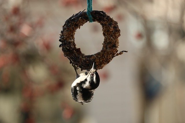 Free download Downy Woodpecker Birds -  free photo or picture to be edited with GIMP online image editor