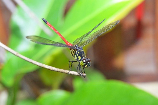 Free download Dragonflies Andarinyo -  free photo or picture to be edited with GIMP online image editor