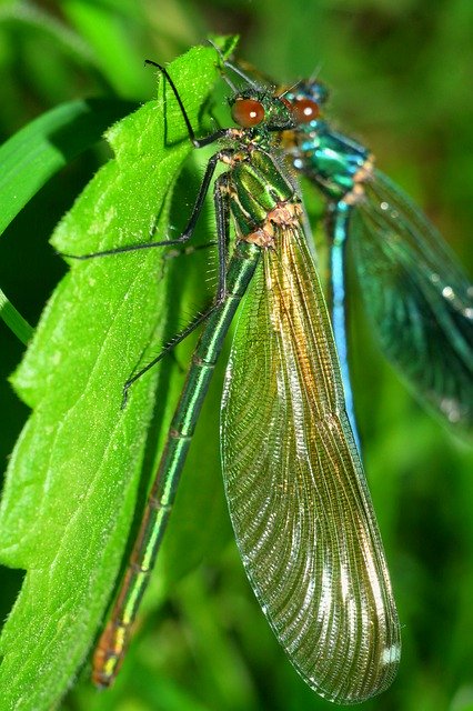 Free download Dragonflies Macro Insect -  free photo or picture to be edited with GIMP online image editor