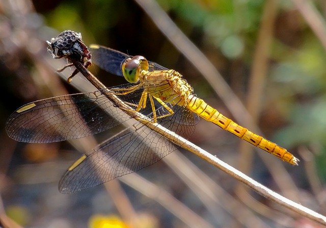 Free download Dragonflies Macro Natural -  free photo or picture to be edited with GIMP online image editor