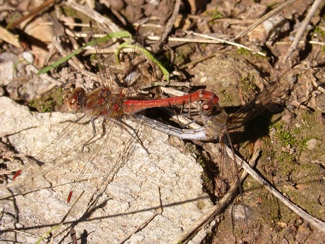 Free download Dragonflies Reproduction Insect -  free photo or picture to be edited with GIMP online image editor