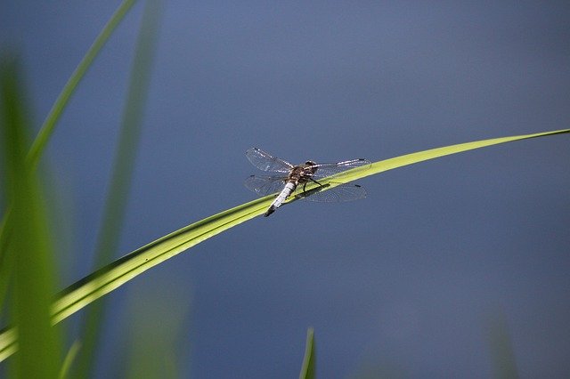 Free download Dragonfly Animal Nature -  free photo or picture to be edited with GIMP online image editor