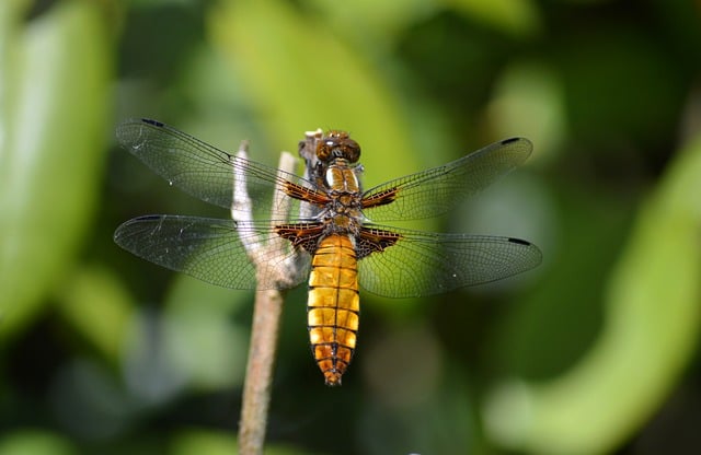 Free download dragonfly beetle insect free picture to be edited with GIMP free online image editor