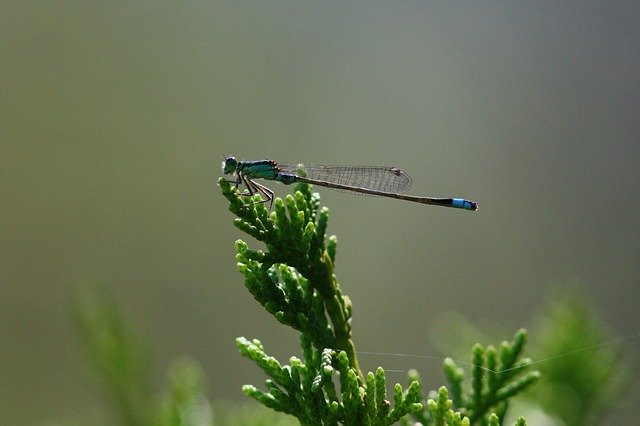 Free download Dragon Fly Blue Insect -  free photo or picture to be edited with GIMP online image editor