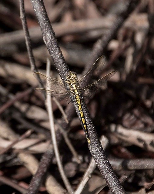 Free download Dragonfly Blue Skimmer Orthetrum -  free photo or picture to be edited with GIMP online image editor