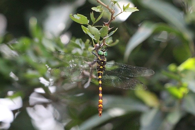 Free download Dragonfly Branch Wings -  free photo or picture to be edited with GIMP online image editor