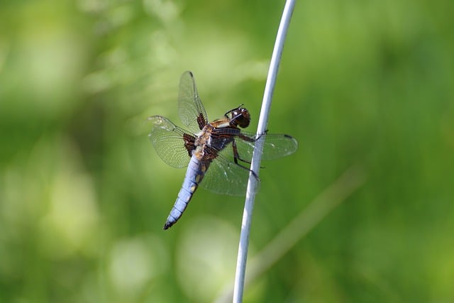 Free download dragonfly broad bodied chaser free picture to be edited with GIMP free online image editor