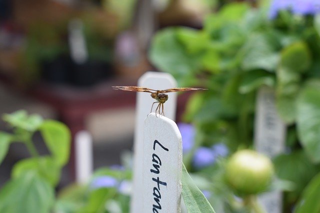 Free download Dragonfly Colonial Williamsburg -  free photo or picture to be edited with GIMP online image editor