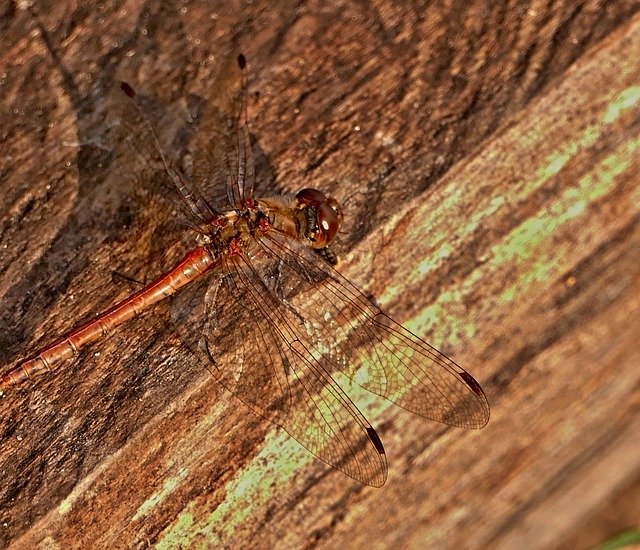 Free download Dragonfly Common Insects -  free photo or picture to be edited with GIMP online image editor