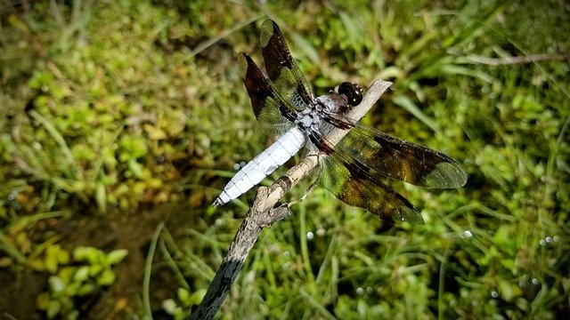 Free download Dragonfly Common Whitetail Skimmer -  free photo or picture to be edited with GIMP online image editor