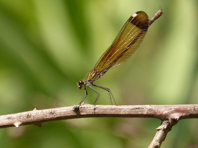 Free download Dragonfly Damselfly Black -  free photo or picture to be edited with GIMP online image editor