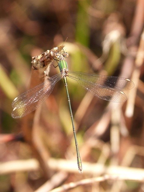 Free download Dragonfly Damselfly Green -  free photo or picture to be edited with GIMP online image editor