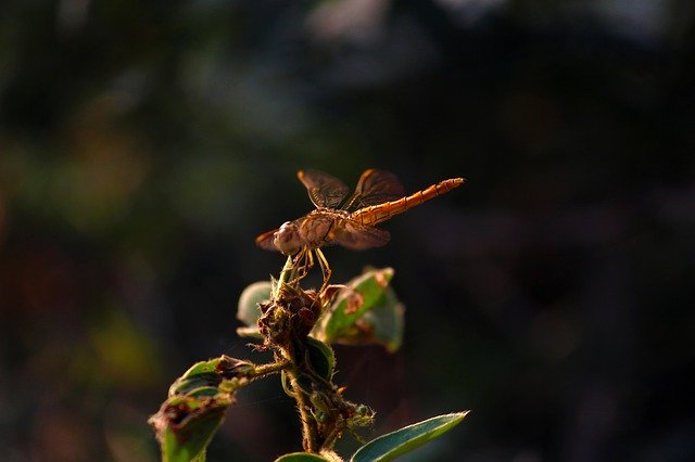 Free download Dragonfly Flight Transparent -  free photo or picture to be edited with GIMP online image editor