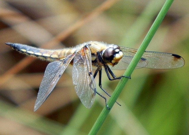 Free download Dragonfly Four Spotted Chaser -  free photo or picture to be edited with GIMP online image editor
