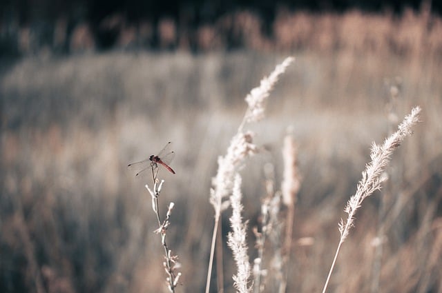 Free download dragonfly grass meadow insect free picture to be edited with GIMP free online image editor