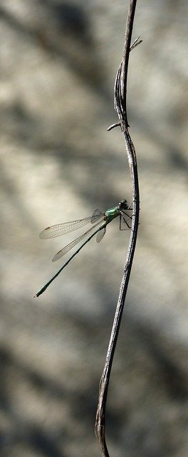 Free download Dragonfly Green -  free photo or picture to be edited with GIMP online image editor