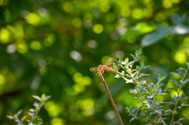 Free download Dragonfly Halo Stop In The -  free photo or picture to be edited with GIMP online image editor