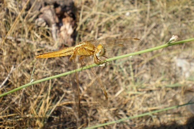 Free download dragonfly insect animal anisoptera free picture to be edited with GIMP free online image editor