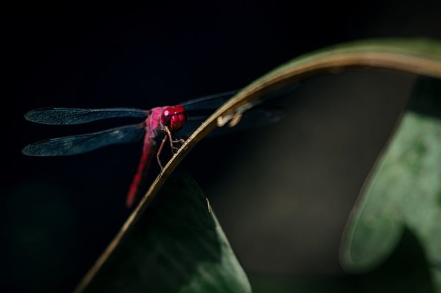 Free download dragonfly insect animal nature free picture to be edited with GIMP free online image editor